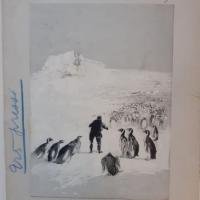 Dillon pingouins 1