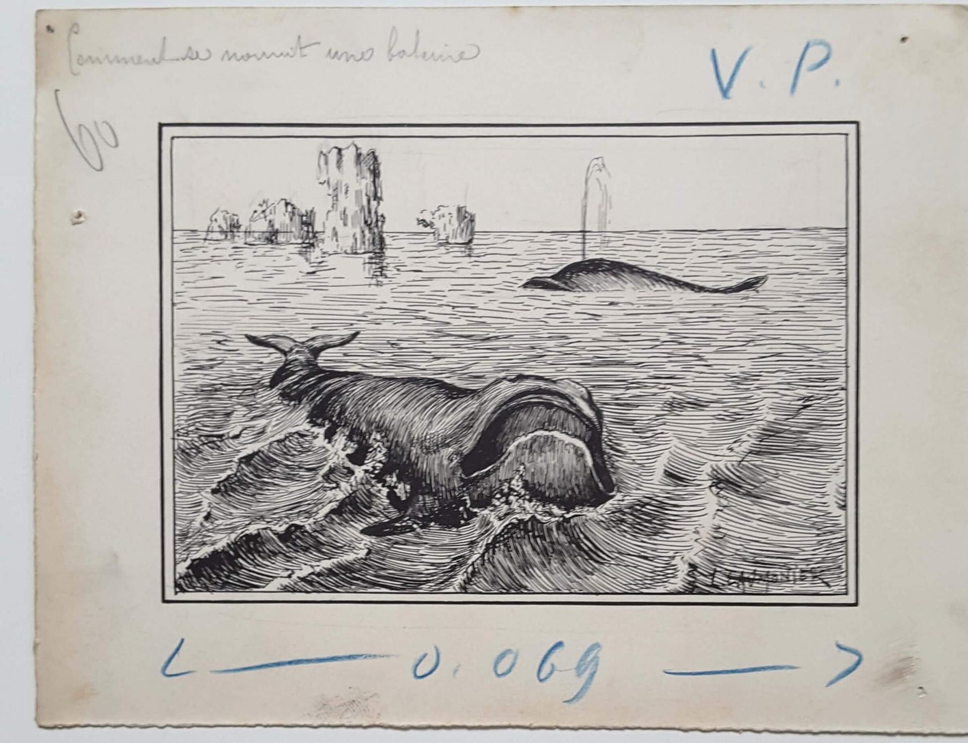 Laumonier Louis dessin original representant une baleine